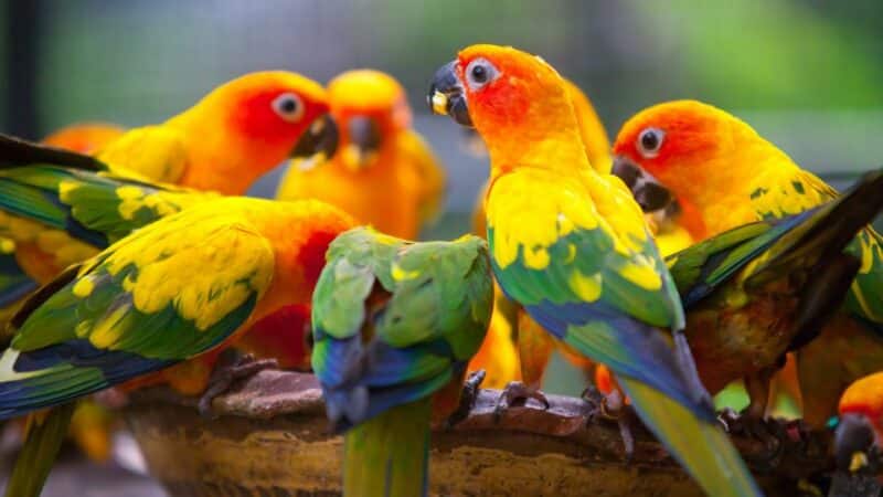 מזונות שתוכים