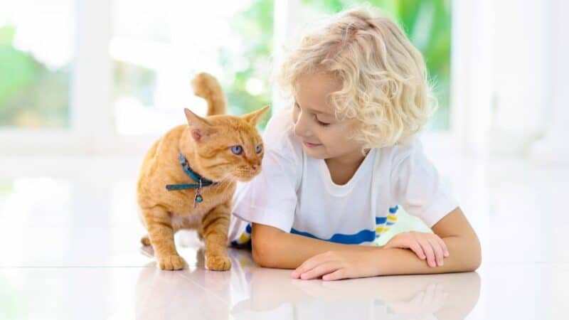 מדריך מקיף לשמירה על החתול שלך שמח ובריא בבית