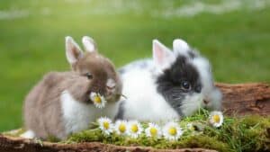 משחקים עם ארנבות