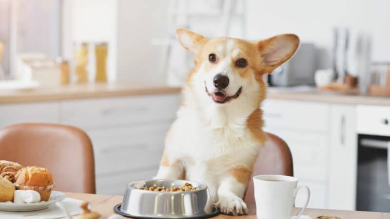 הבנת הצרכים התזונתיים של הכלב שלך