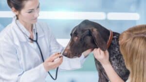 רפואה משלימה שתשפר את הכלב שלך