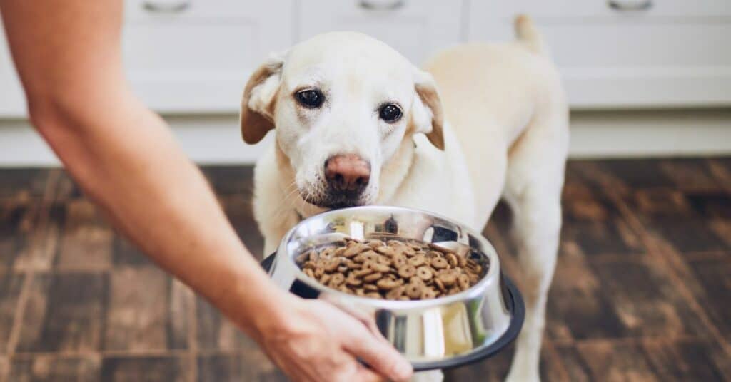 למה חשוב לתת לכלב שלכם אוכל איכותי