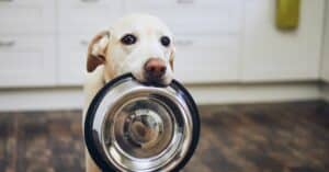 למה חשוב לתת לכלב שלכם אוכל איכותי