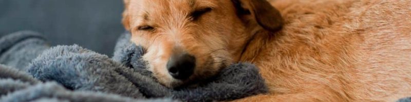 בעיות שינה של כלבים