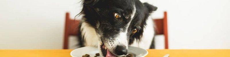 מזון שהכלב שלך מאוד יאהב