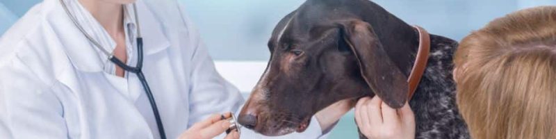 רפואה משלימה שתשפר את הכלב שלך